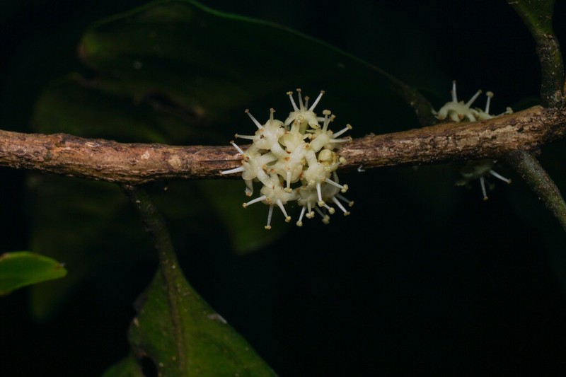 Actephila mooreana photo 4