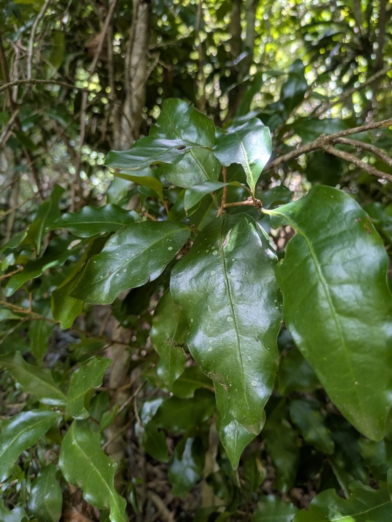 Actephila mooreana photo 5