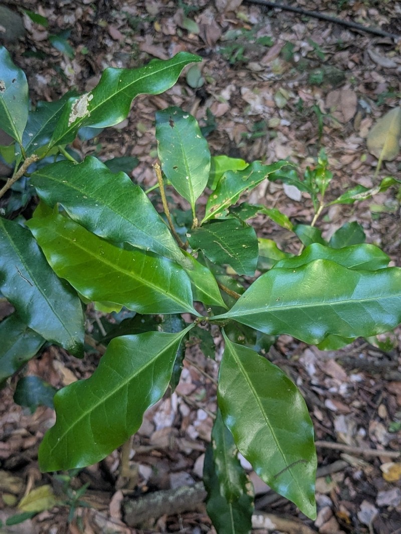 Actephila mooreana photo 6