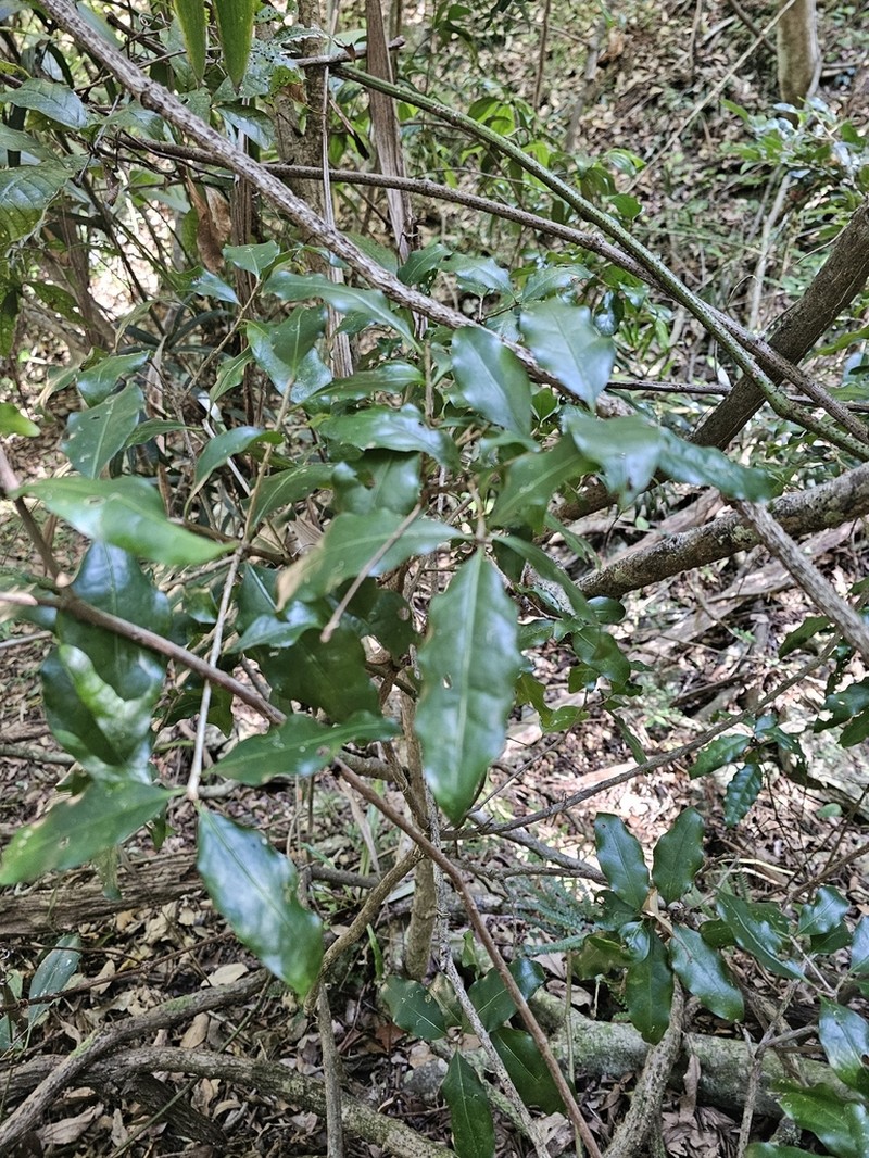 Actephila mooreana photo 7
