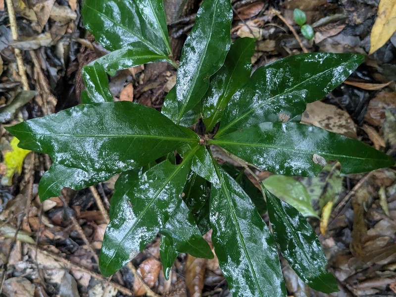Actephila mooreana photo 8