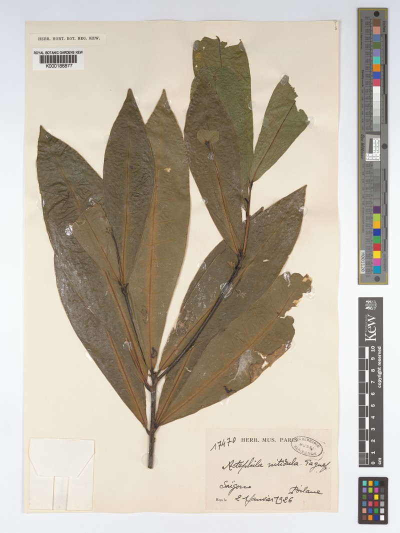 Actephila nitidula