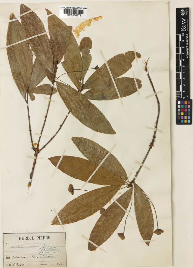 Actephila nitidula photo 2