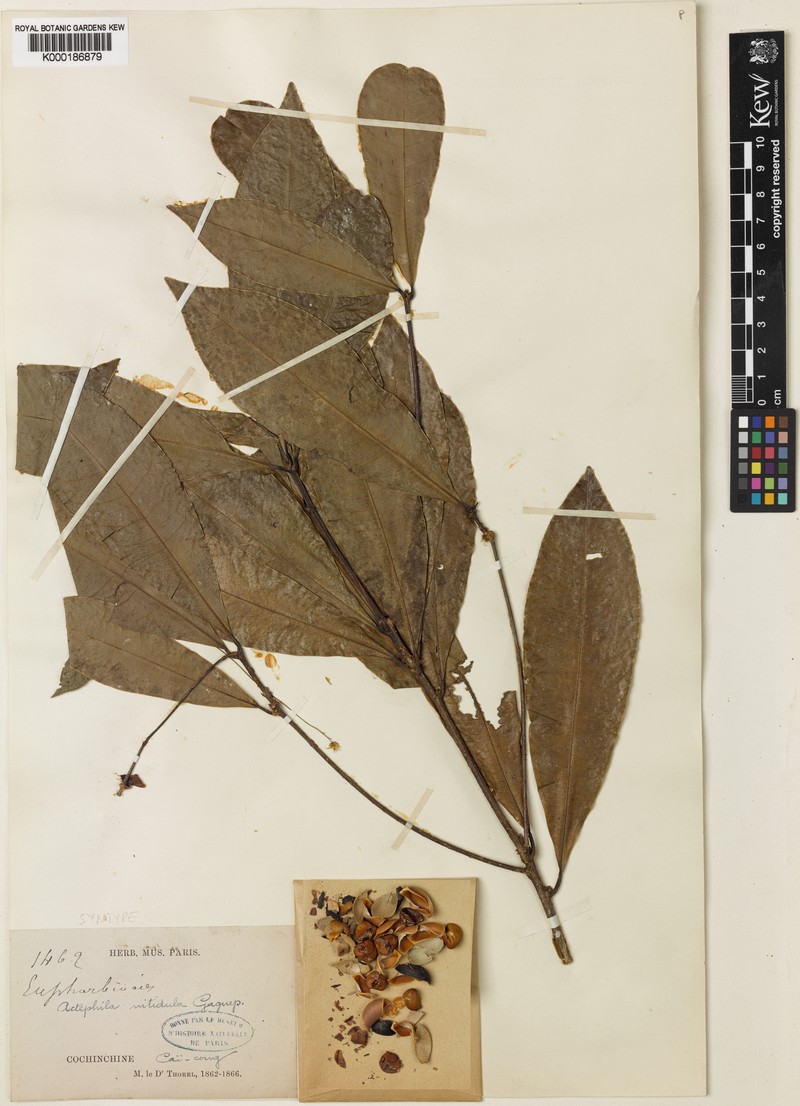 Actephila nitidula photo 3