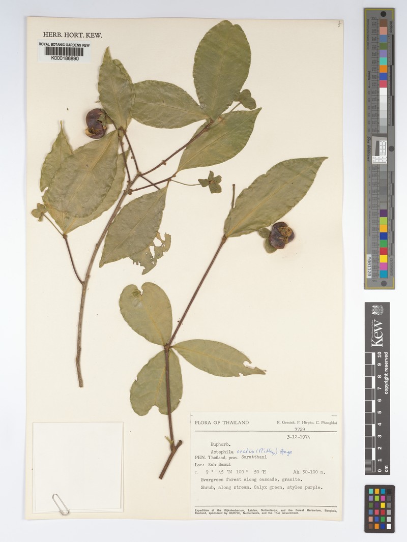 Actephila ovalis