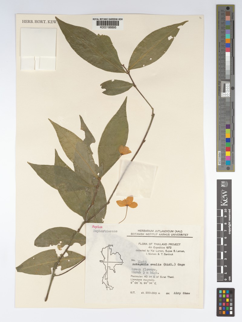 Actephila ovalis photo 2