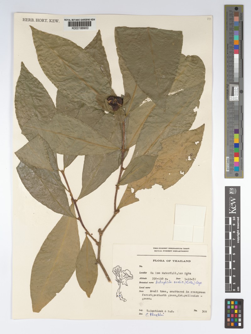 Actephila ovalis photo 3