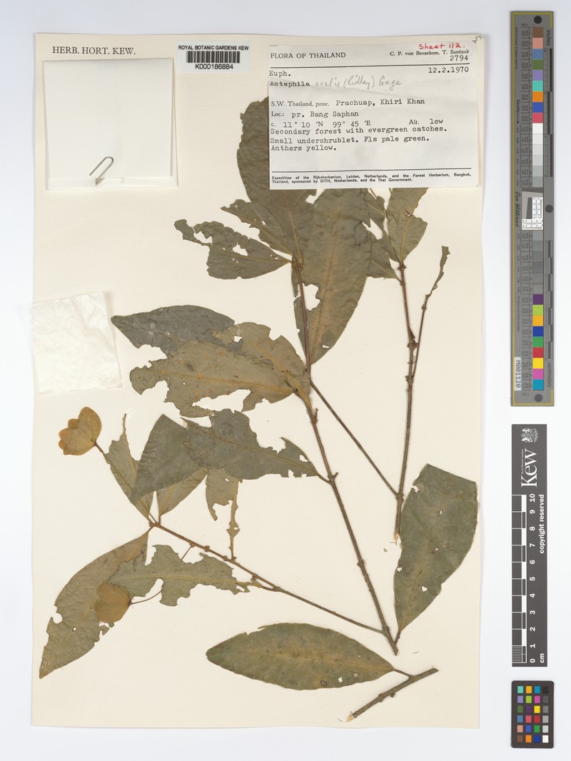 Actephila ovalis photo 4