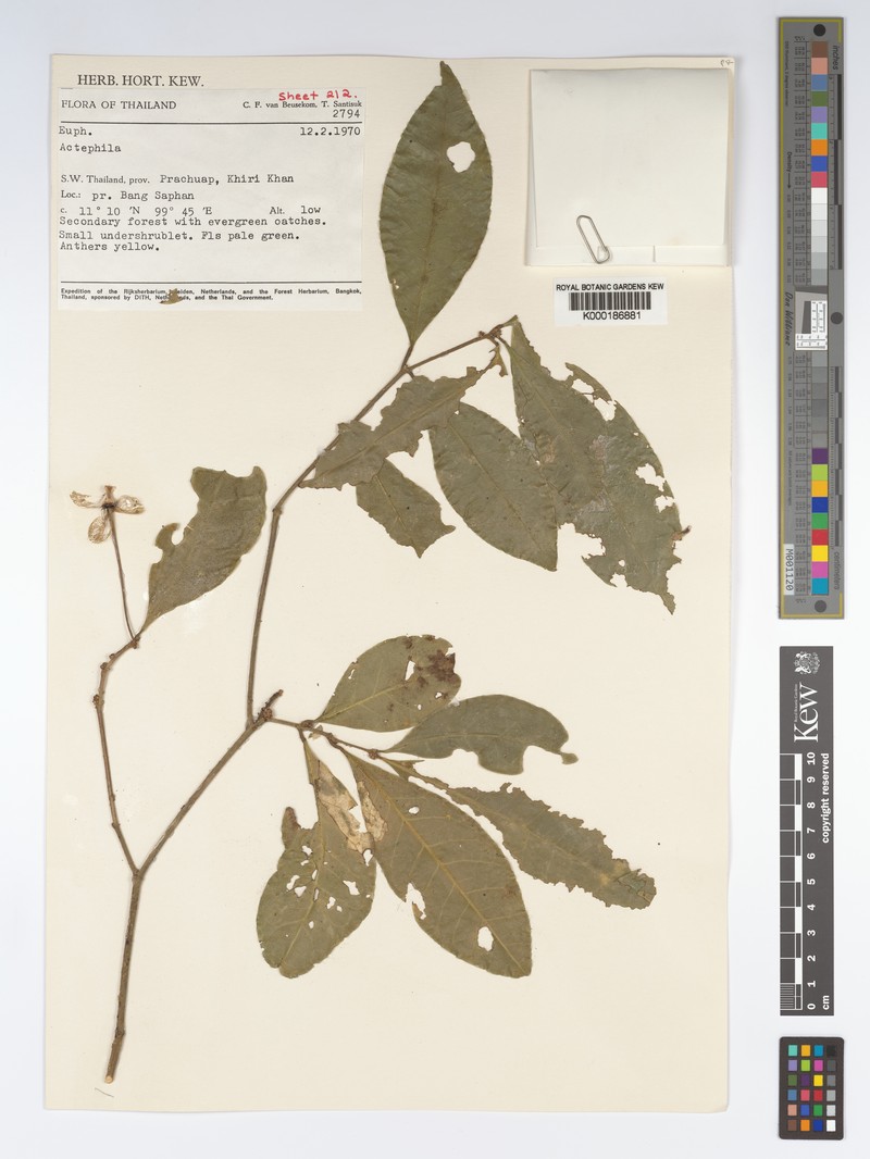 Actephila ovalis photo 5