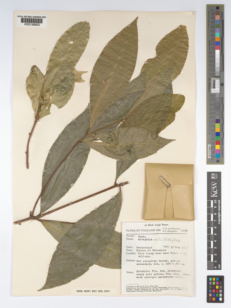 Actephila ovalis photo 6
