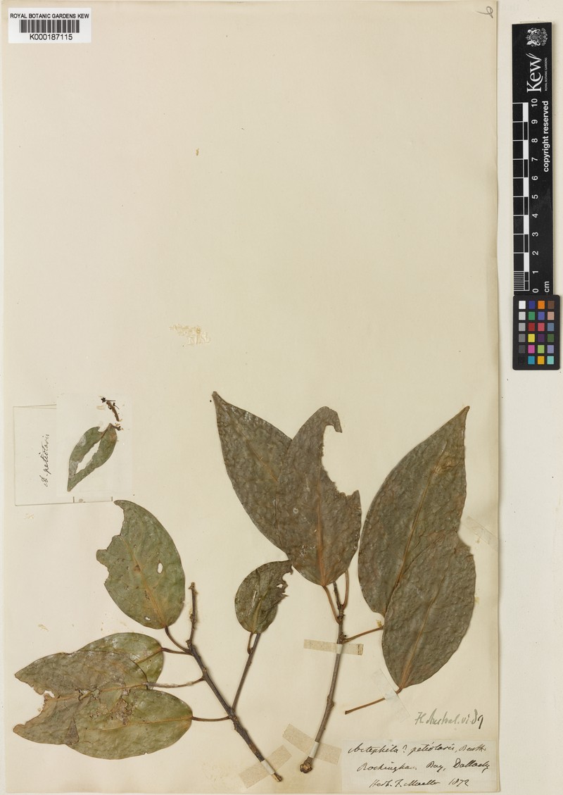 Actephila petiolaris