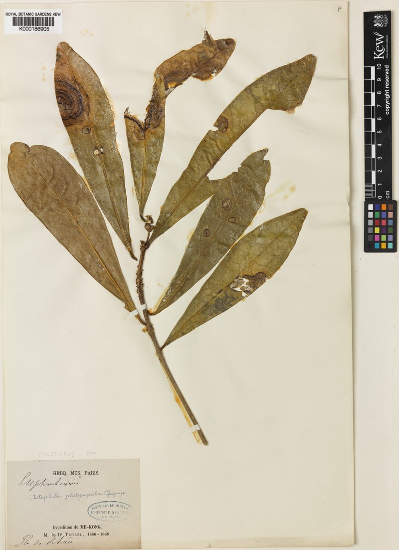 Actephila platysepala
