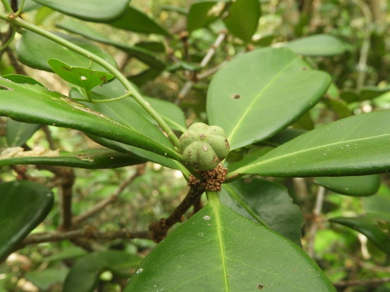Actephila plicata