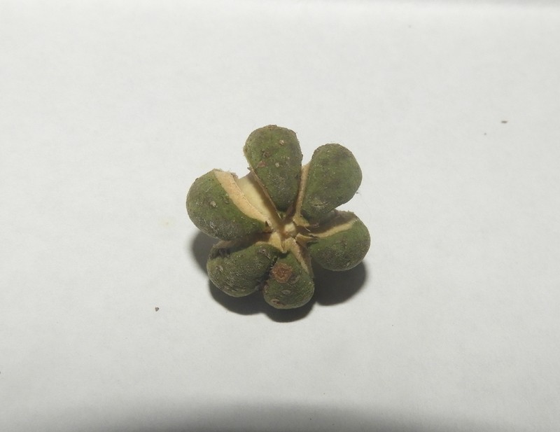 Actephila plicata photo 2