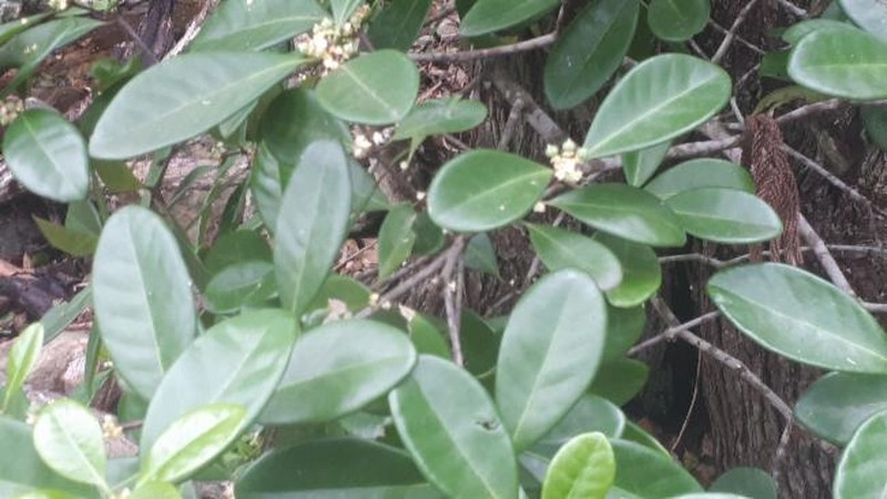Actephila plicata photo 3