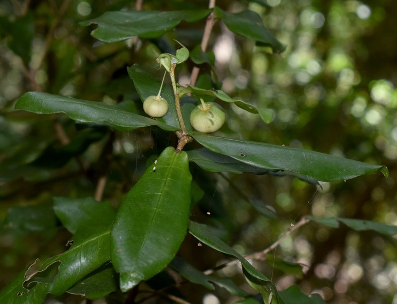 Actephila sessilifolia photo 2