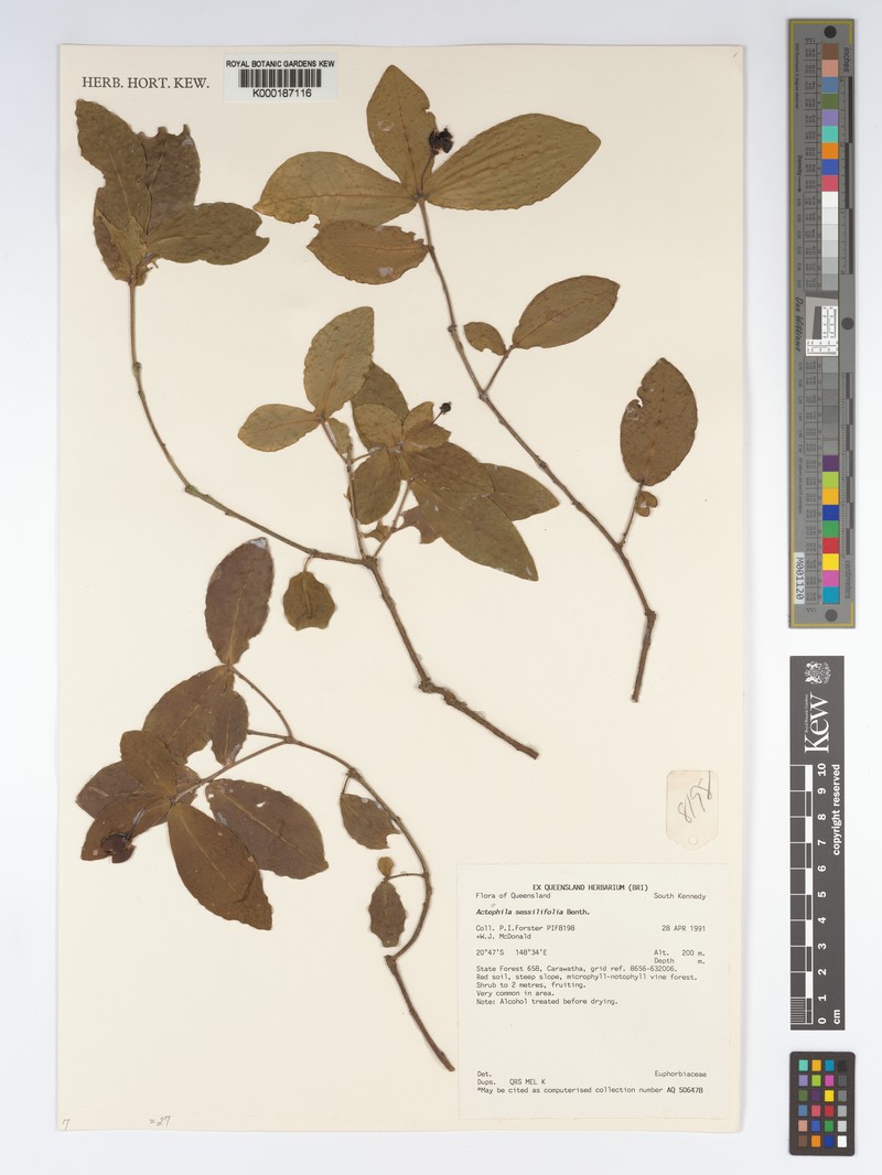 Actephila sessilifolia photo 3