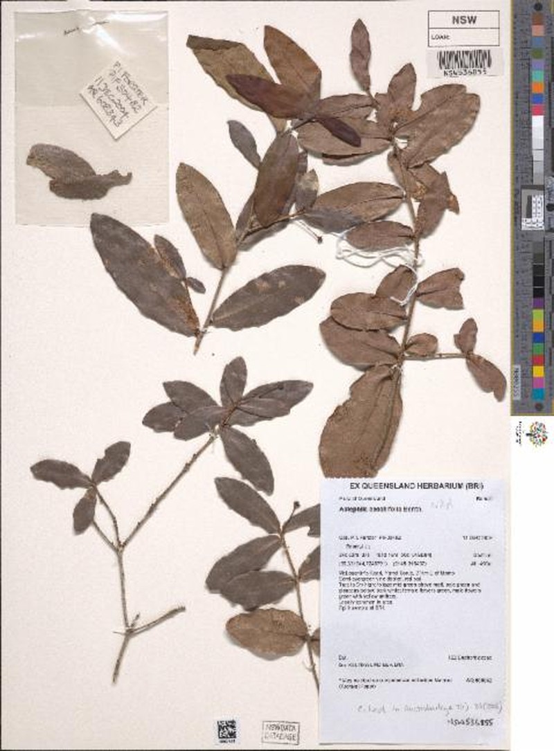 Actephila sessilifolia photo 4