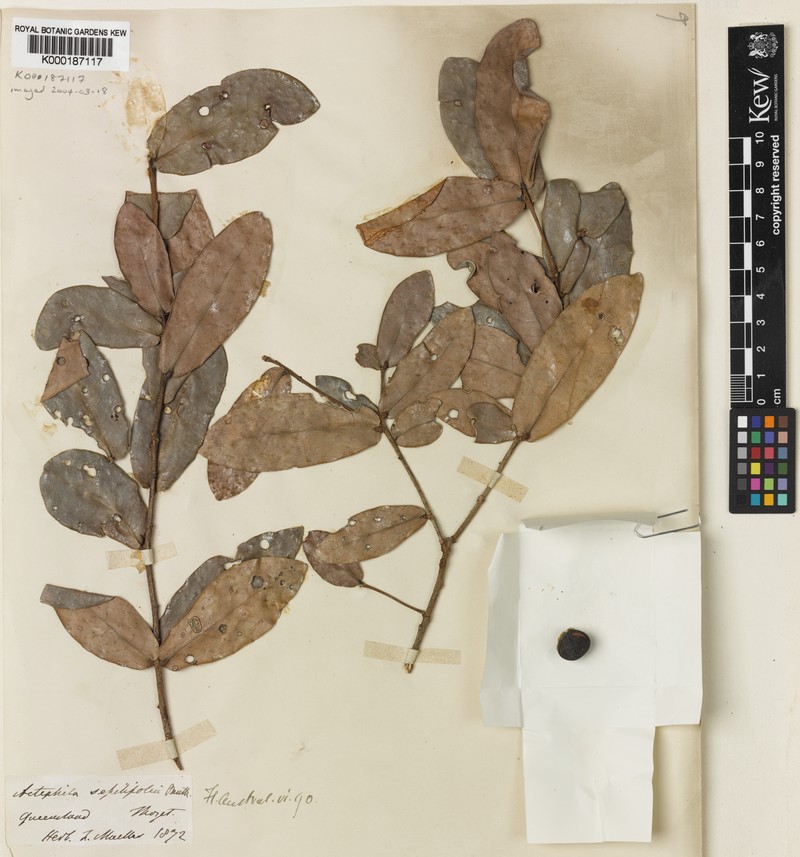 Actephila sessilifolia photo 5