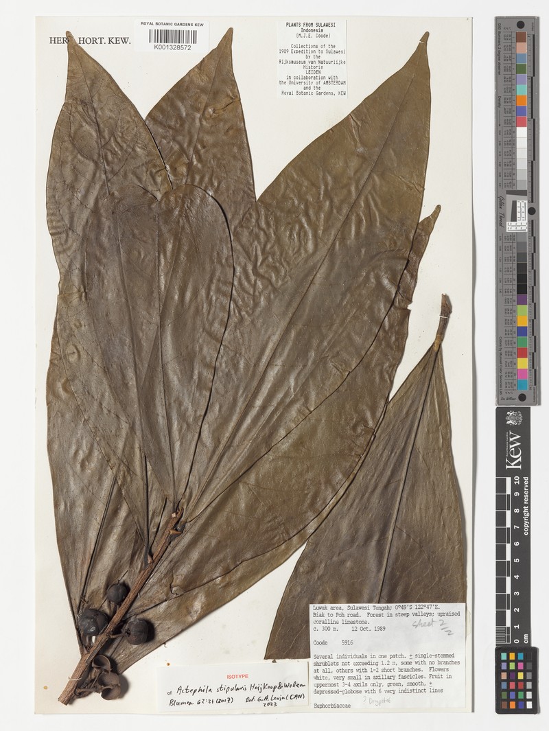 Actephila stipularis