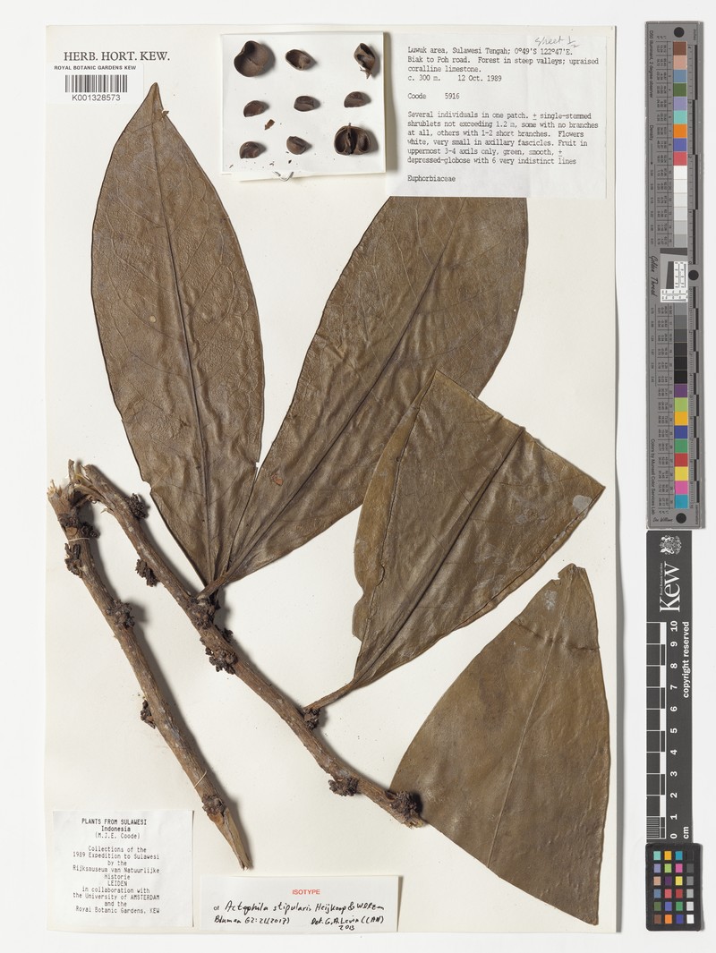 Actephila stipularis photo 2