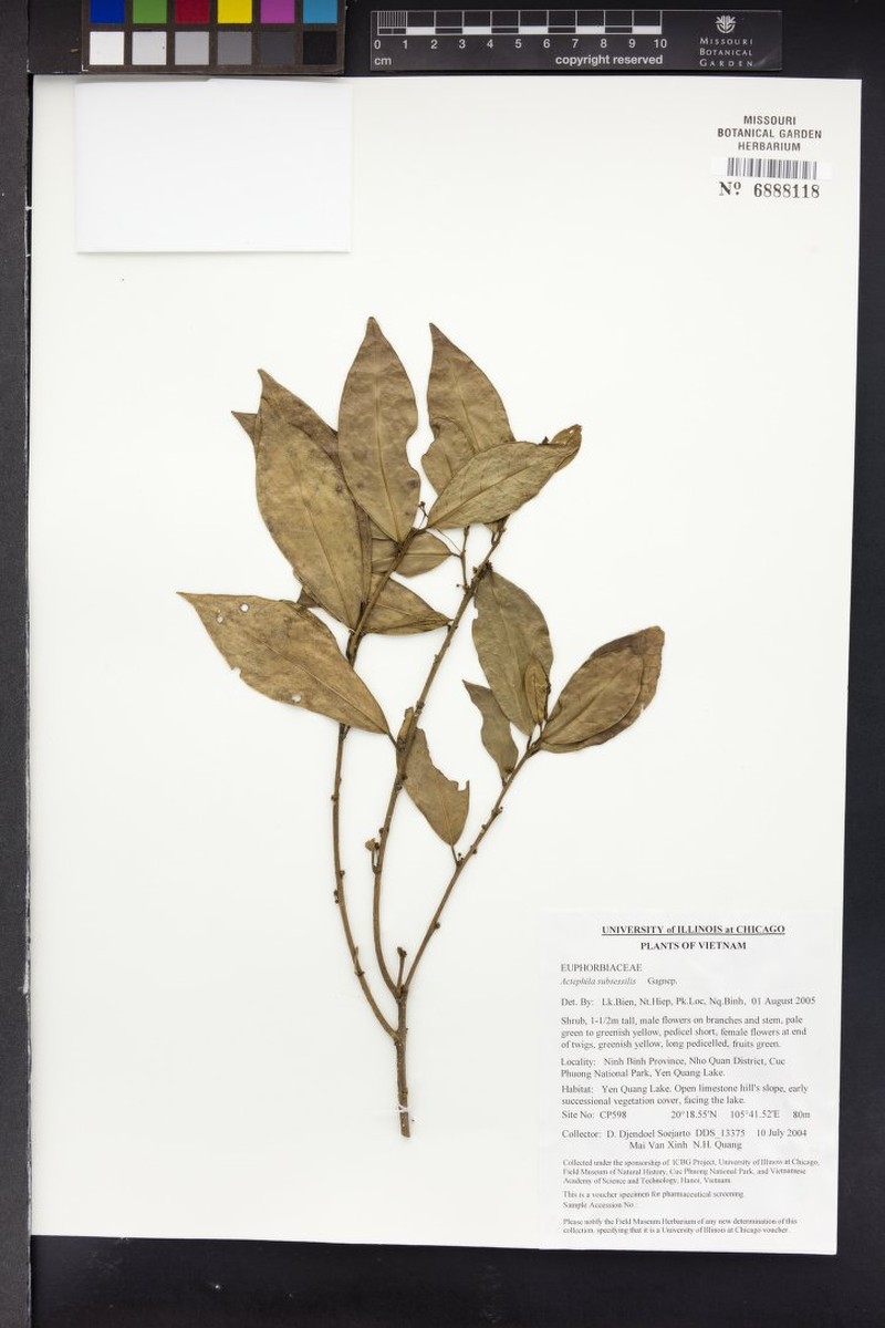 Actephila subsessilis