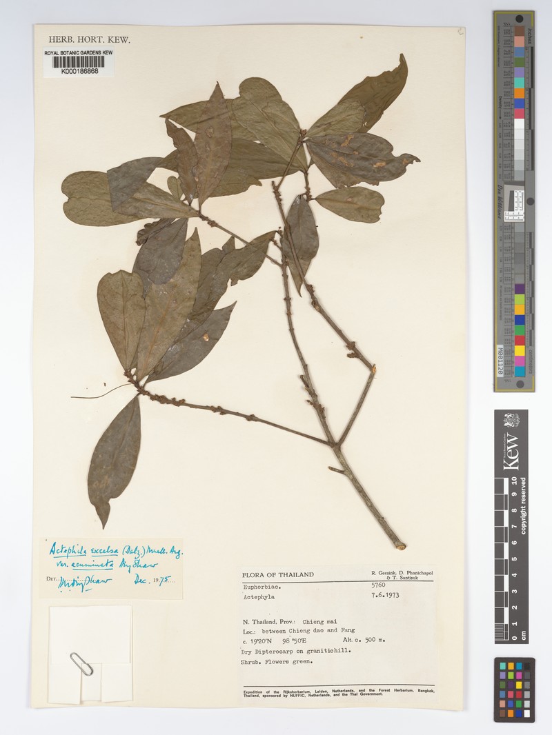 Actephila subsessilis photo 2