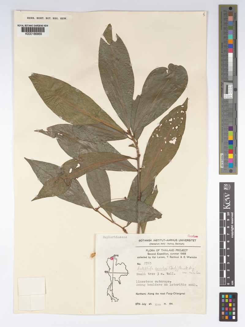 Actephila subsessilis photo 3