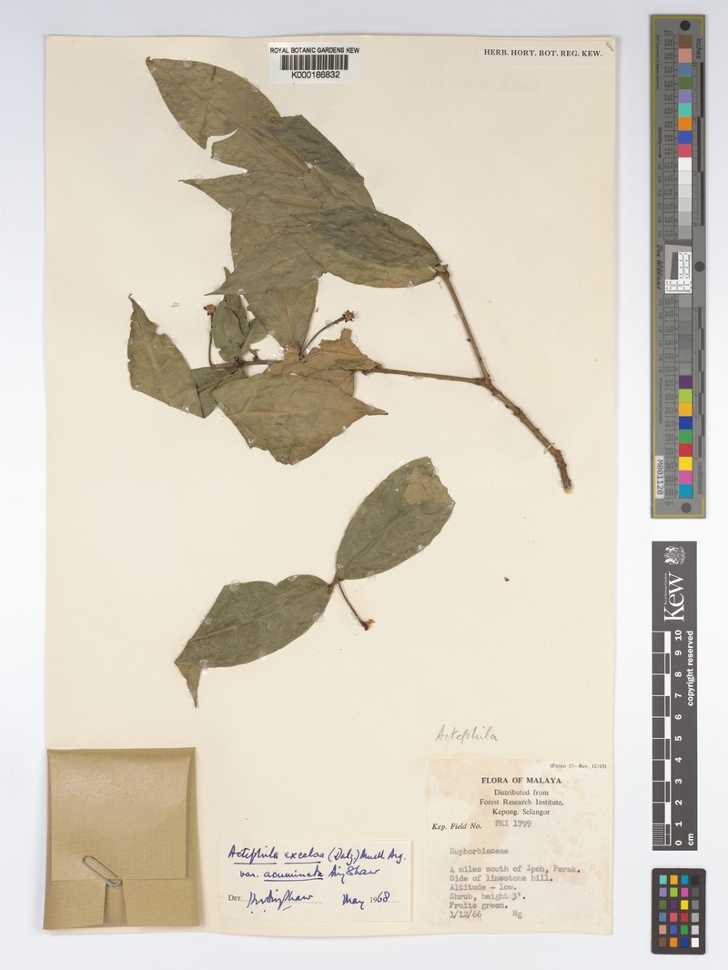 Actephila subsessilis photo 4