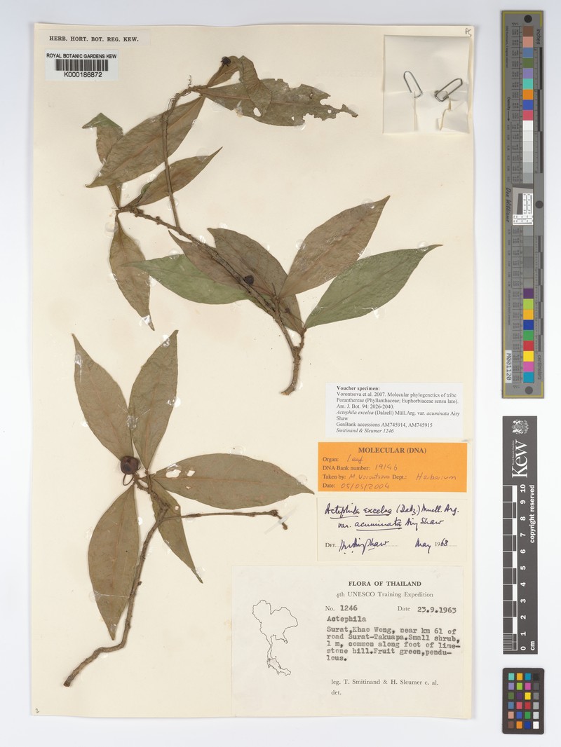 Actephila subsessilis photo 5