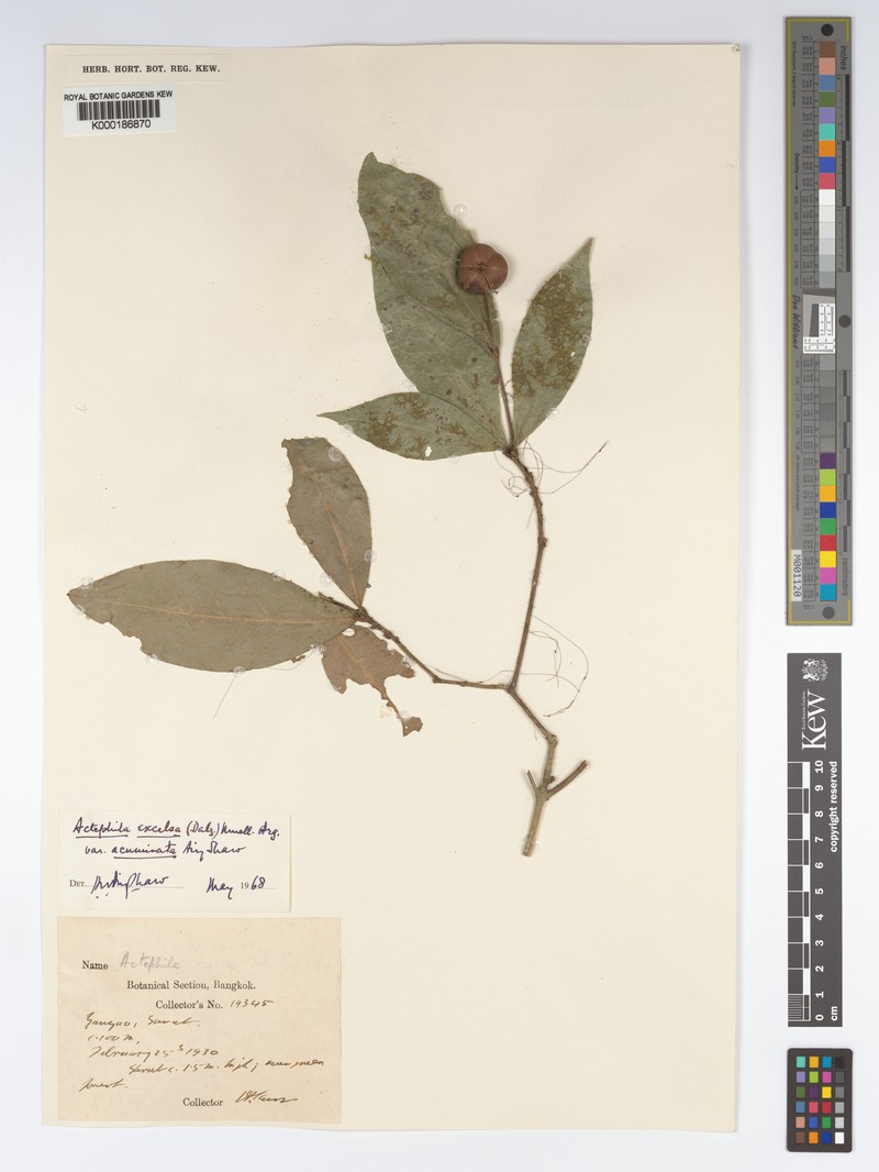 Actephila subsessilis photo 6