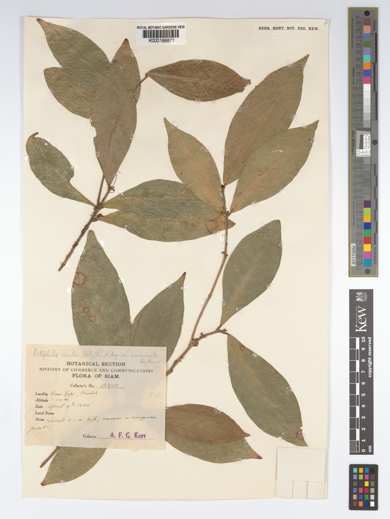 Actephila subsessilis photo 7