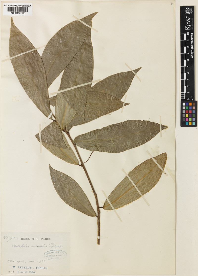 Actephila subsessilis photo 8
