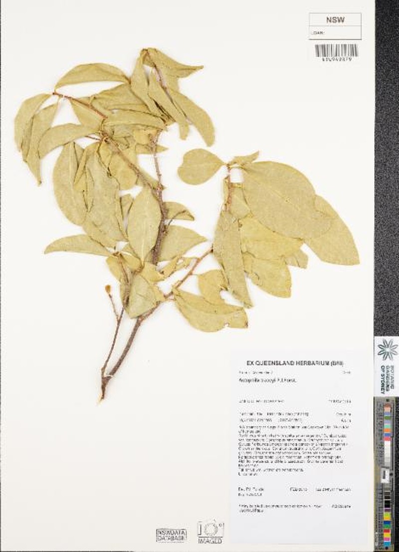 Actephila traceyi