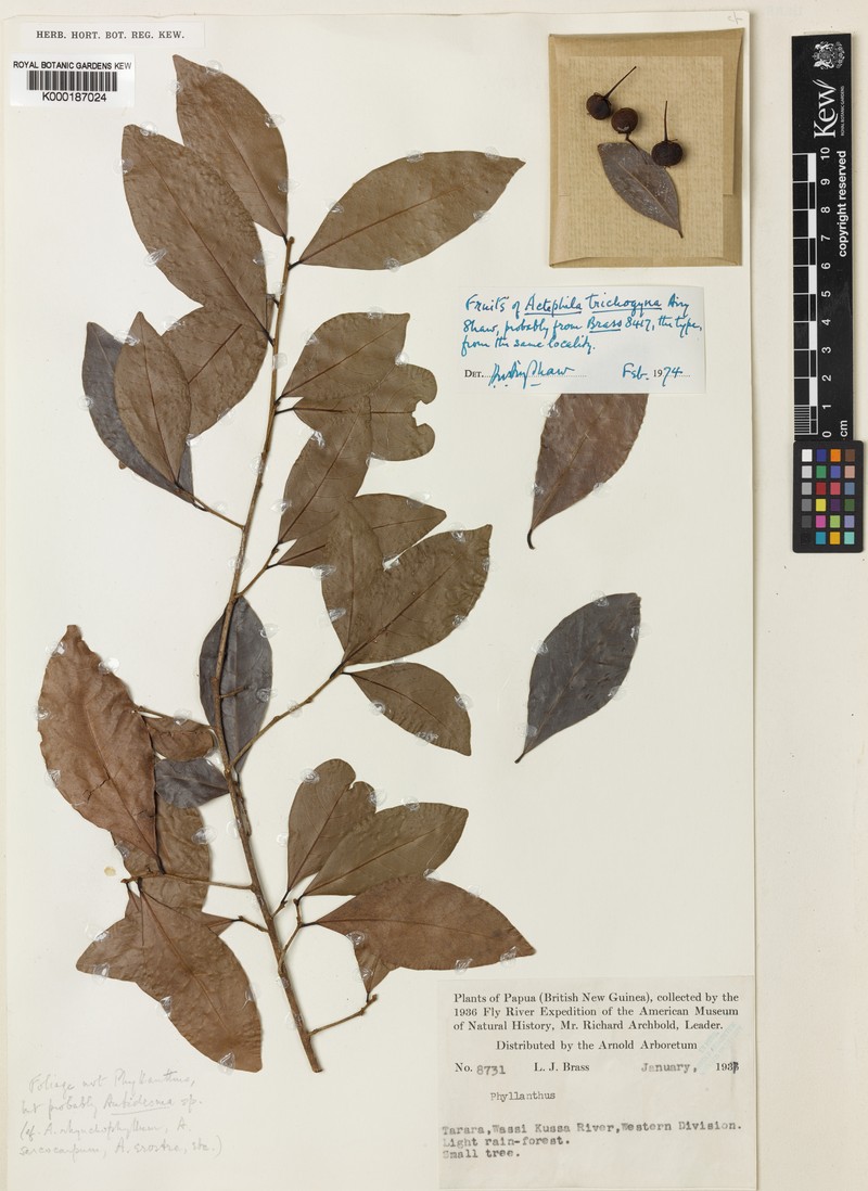 Actephila trichogyna
