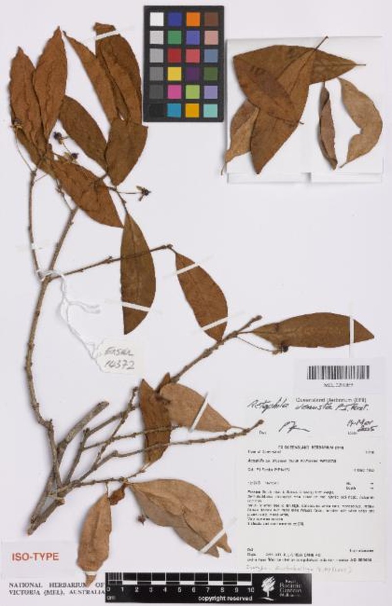 Actephila venusta photo 2