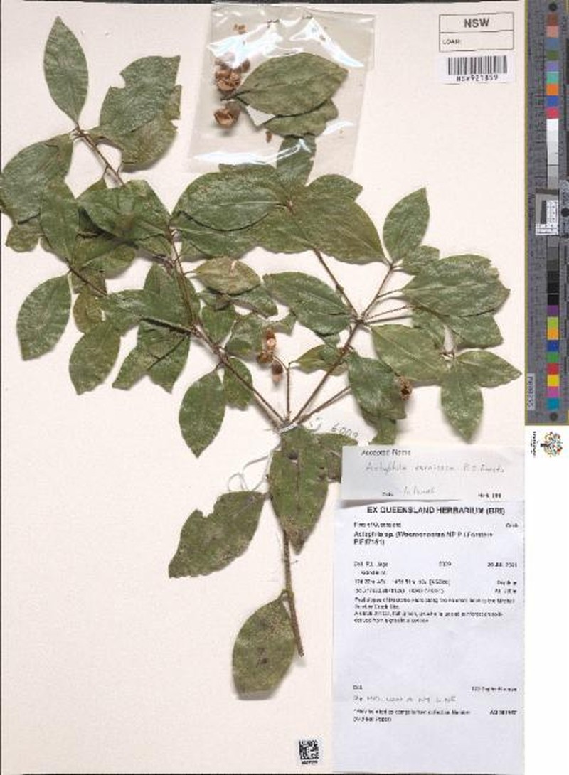Actephila vernicosa