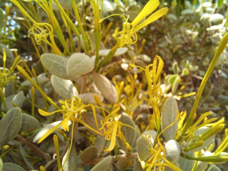 Actinanthella menyharthii