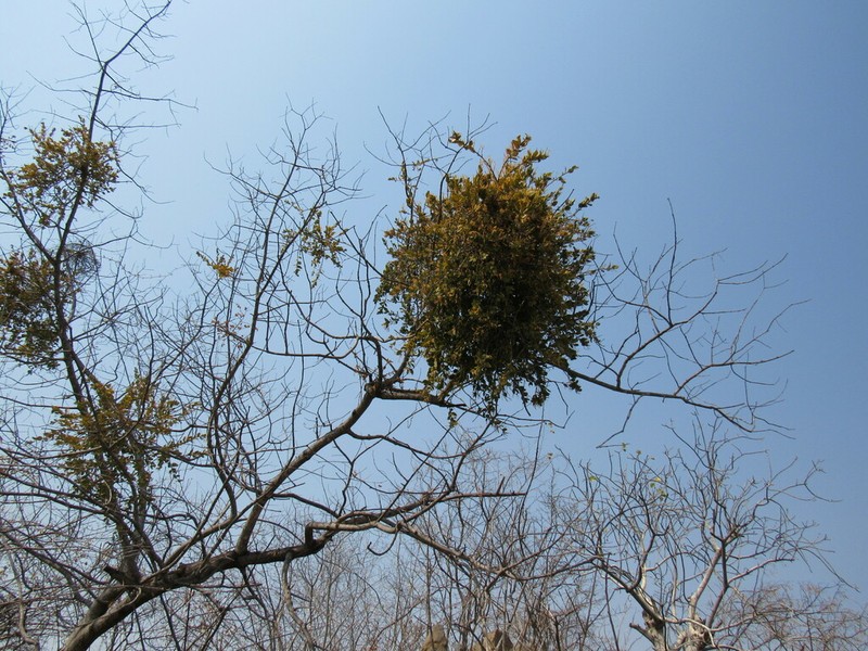Actinanthella menyharthii photo 3