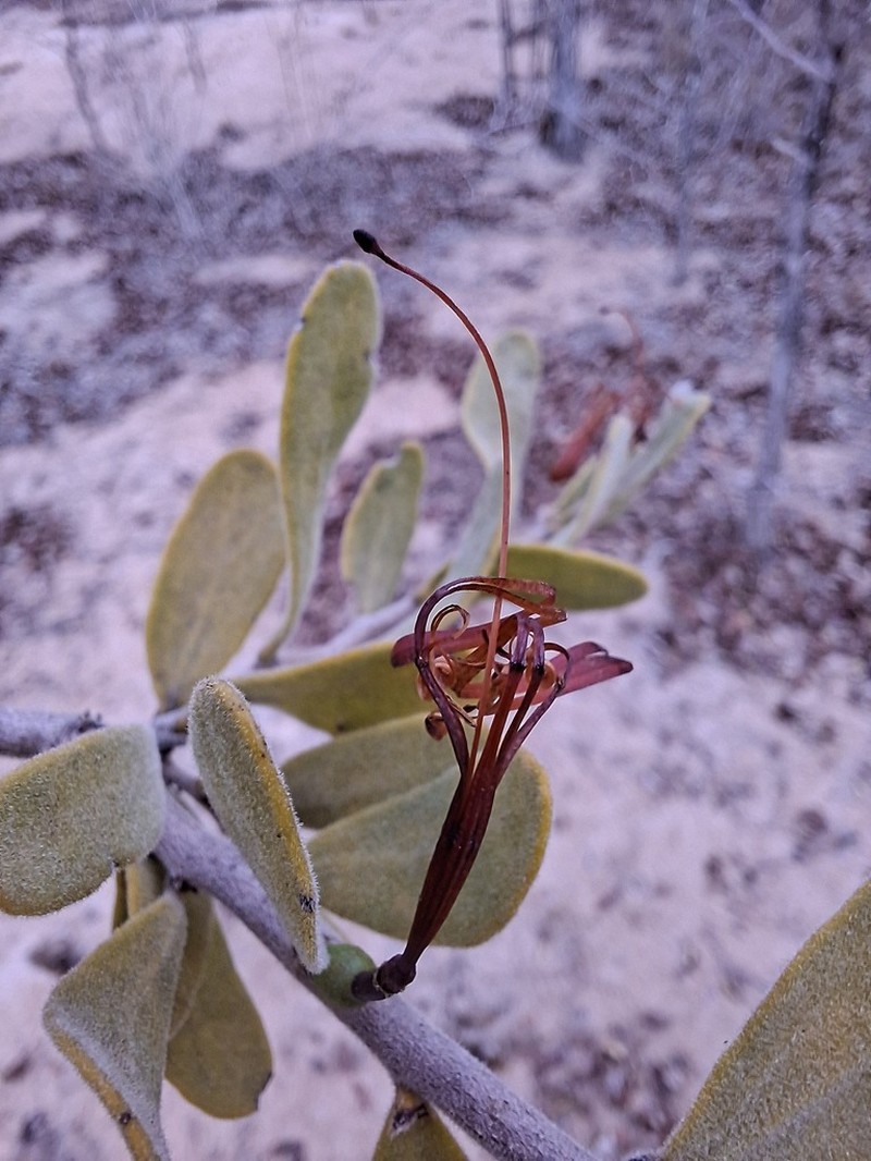 Actinanthella menyharthii photo 4