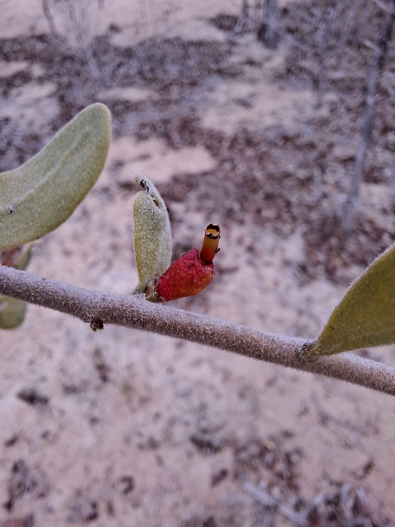 Actinanthella menyharthii photo 5