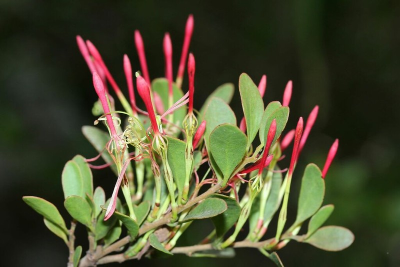 Actinanthella wyliei