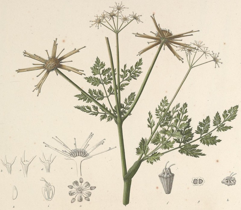 Actinanthus syriacus