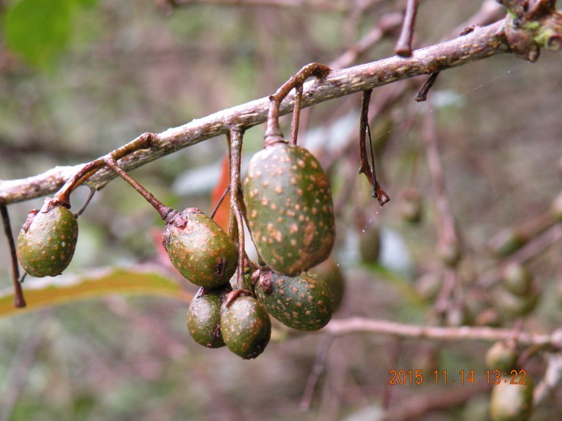 Actinidia callosa