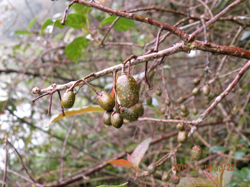 Actinidia callosa photo 2