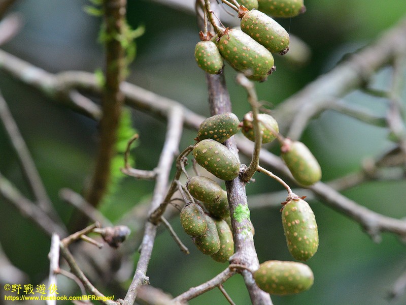 Actinidia callosa photo 3
