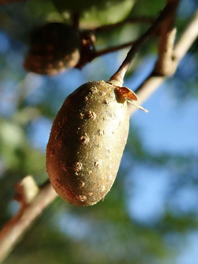 Actinidia callosa photo 4