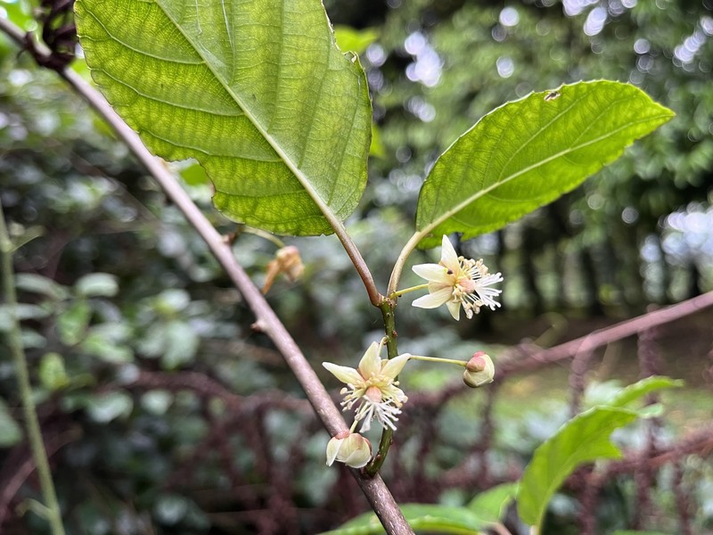 Actinidia callosa photo 5