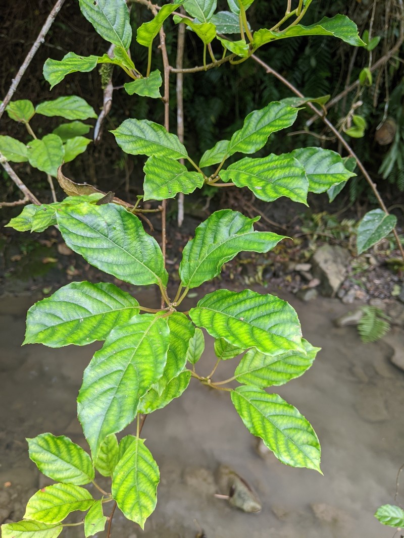 Actinidia callosa photo 6