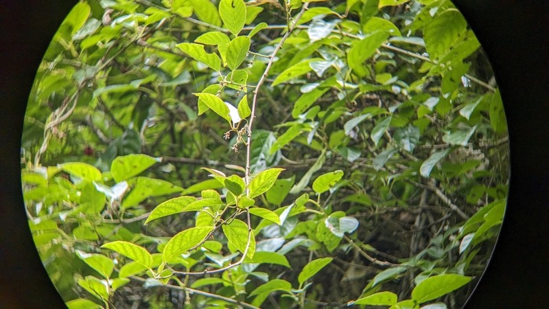 Actinidia callosa photo 7